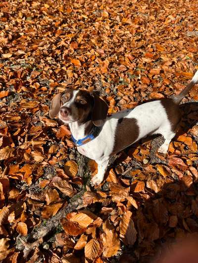 Hundetreffen-Outdoor Walkies mit kleineren und mittelgroßen Wauzis-Bild