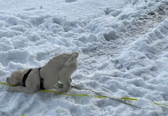 Dogorama Photo Challenge - Winterstimmung-Beitrag-Bild