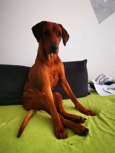 Rhodesian Ridgeback-Beitrag-Bild