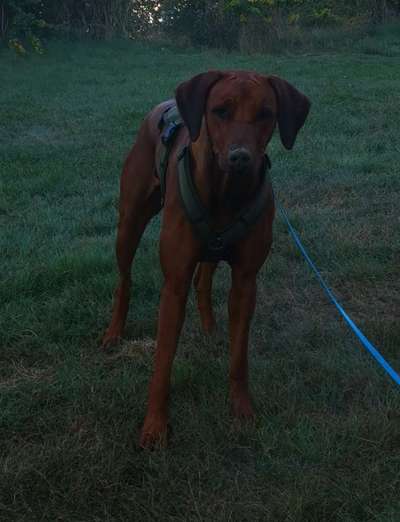 Rhodesian Ridgeback-Beitrag-Bild