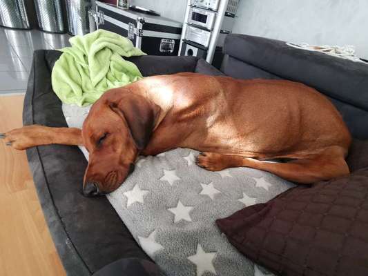 Rhodesian Ridgeback-Beitrag-Bild