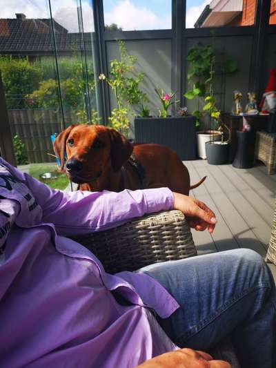 Rhodesian Ridgeback-Beitrag-Bild