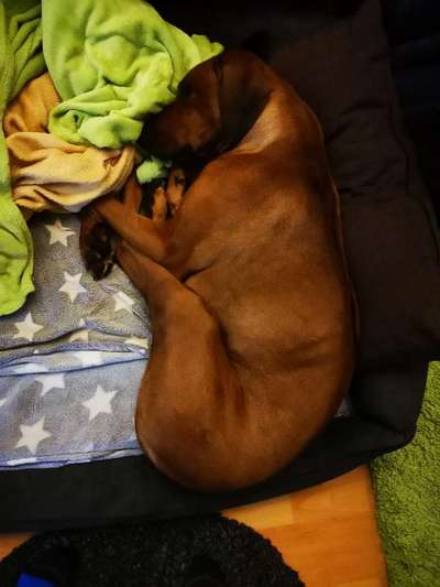 Rhodesian Ridgeback-Beitrag-Bild