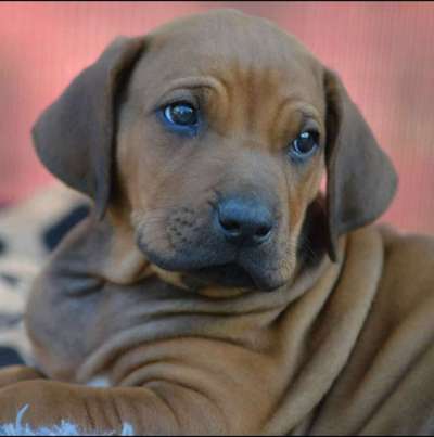 Rhodesian Ridgeback-Beitrag-Bild