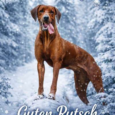 Rhodesian Ridgeback-Beitrag-Bild