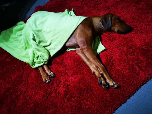 Rhodesian Ridgeback-Beitrag-Bild