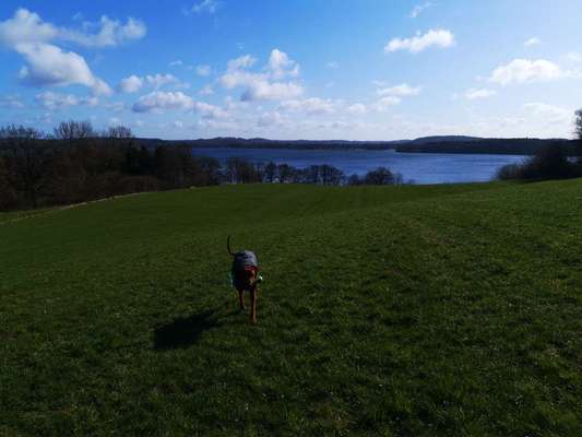 Rhodesian Ridgeback-Beitrag-Bild