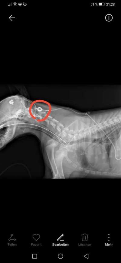 Rhodesian Ridgeback-Beitrag-Bild