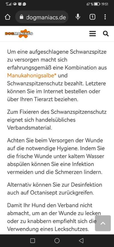 Rhodesian Ridgeback-Beitrag-Bild