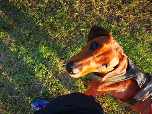 Rhodesian Ridgeback-Beitrag-Bild