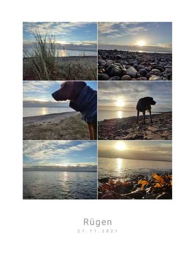 Rhodesian Ridgeback-Beitrag-Bild