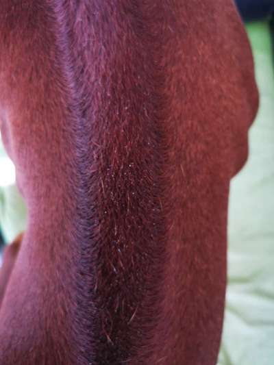 Rhodesian Ridgeback-Beitrag-Bild