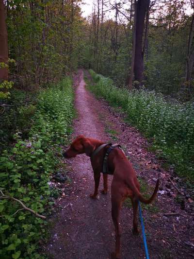 Rhodesian Ridgeback-Beitrag-Bild