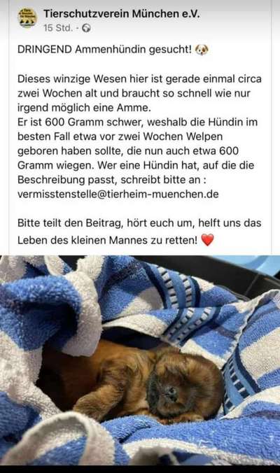Rhodesian Ridgeback-Beitrag-Bild