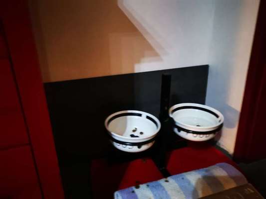 Rhodesian Ridgeback-Beitrag-Bild