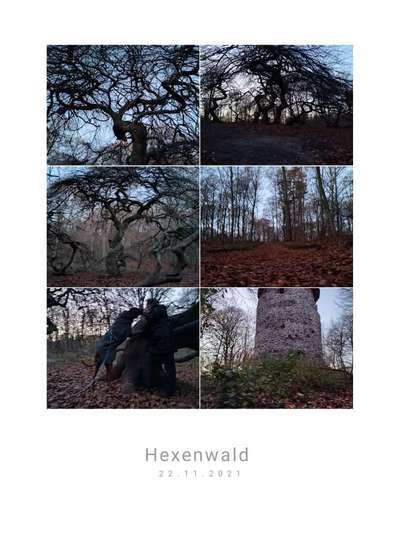 Rhodesian Ridgeback-Beitrag-Bild