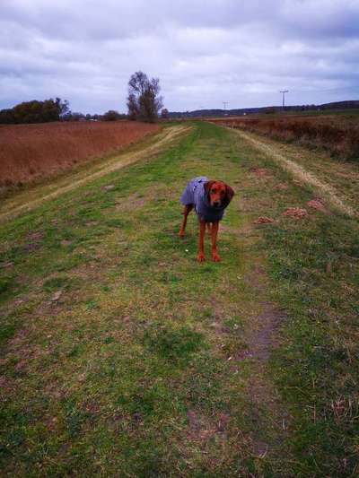 Rhodesian Ridgeback-Beitrag-Bild