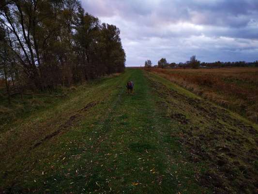 Rhodesian Ridgeback-Beitrag-Bild
