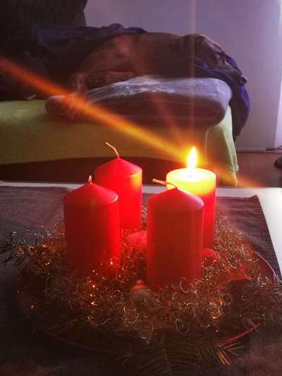 Rhodesian Ridgeback-Beitrag-Bild