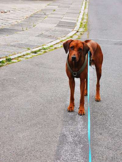 Rhodesian Ridgeback-Beitrag-Bild