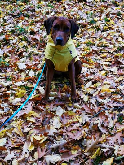 Rhodesian Ridgeback-Beitrag-Bild