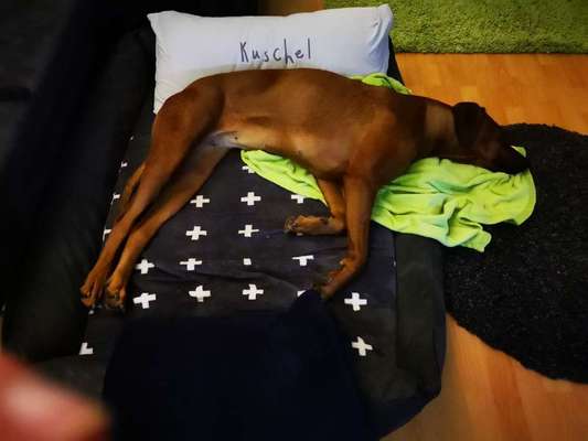 Rhodesian Ridgeback-Beitrag-Bild