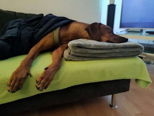 Rhodesian Ridgeback-Beitrag-Bild