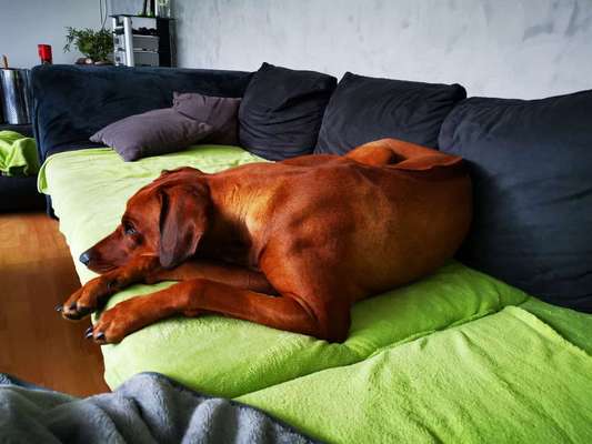 Rhodesian Ridgeback-Beitrag-Bild