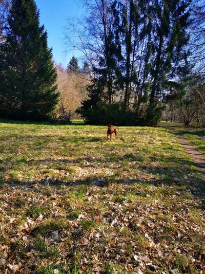 Rhodesian Ridgeback-Beitrag-Bild