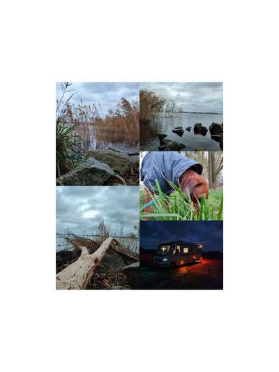 Rhodesian Ridgeback-Beitrag-Bild