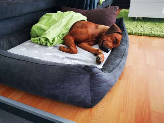 Rhodesian Ridgeback-Beitrag-Bild