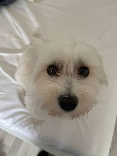 Hundesalon!-Beitrag-Bild