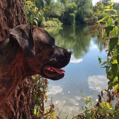 Hundetreffen-Spiele und gassirunde-Bild