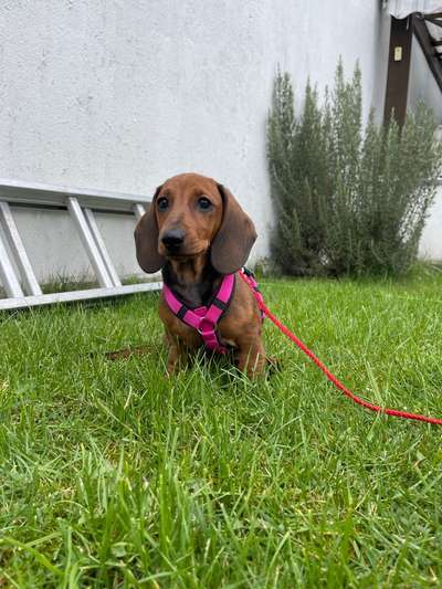 Hundetreffen-Welpenspielfreund-Bild