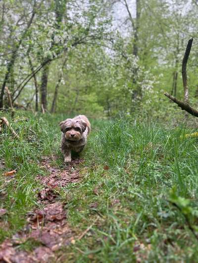 Hundetreffen-Hundefreunde zum toben gesucht-Bild
