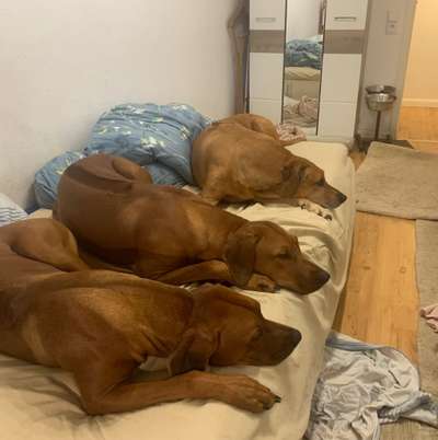 Hundetreffen-Ridgeback treffen in Fischerhude