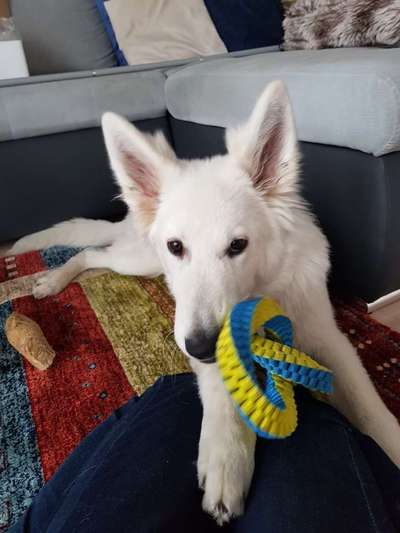 Weißer Schweizer Schäferhund-Beitrag-Bild