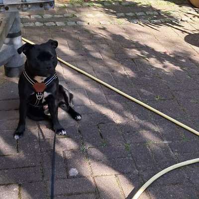 Hundetreffen-Gassirunde-Bild