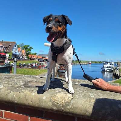 Hundetreffen-Spiel - Gassirunde-Bild