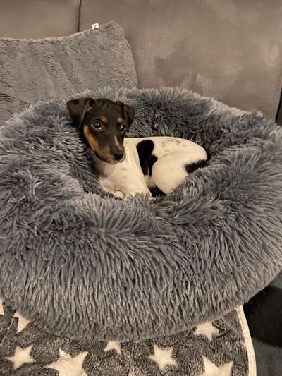 Welpen Bilder !-Beitrag-Bild