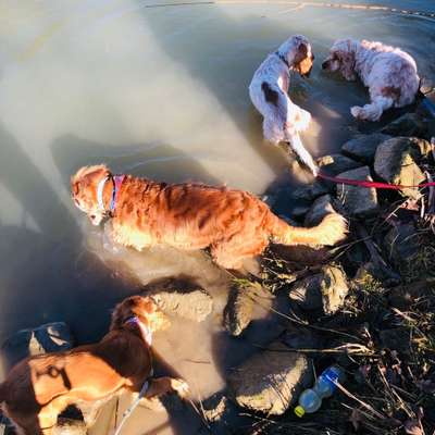 Hundetreffen-Hundetreffen in Cappeln-Bild