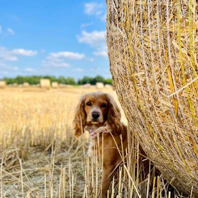 Hundetreffen-Hundesitter gesucht-Bild