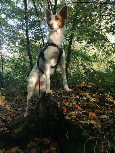 Windhunde - Treffen der besonderen Schönheiten
HERZLICH WILLKOMMEN-Beitrag-Bild