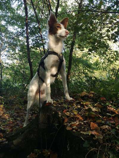 Podencomischling oder Podenco-Beitrag-Bild