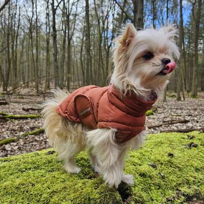 Hundetreffen-Oberhaching und Umgebung (5km +)-Bild