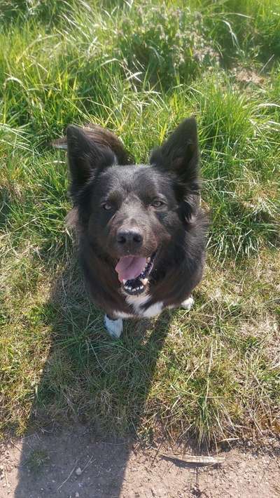 Hundetreffen-Spazieren und spielen-Bild