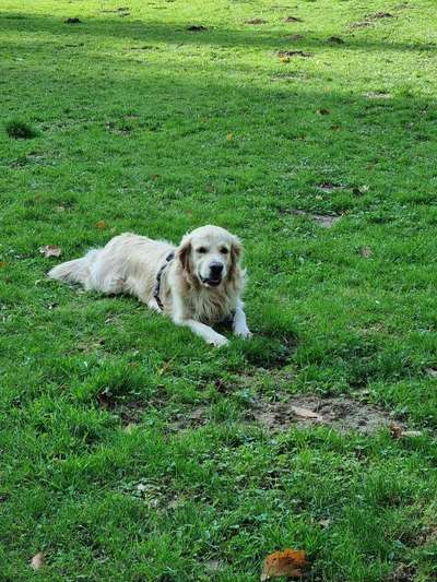 Wo sind die Golden Retriever Liebhaber?-Beitrag-Bild