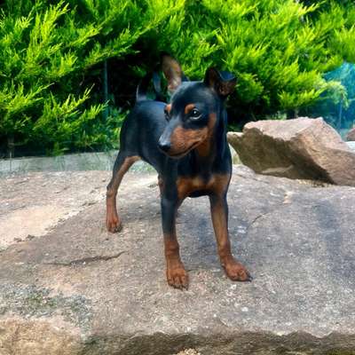 Hundetreffen-Gassirunde, Spielen und Toben-Bild