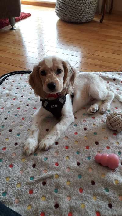 Englisch Cocker Spaniel-Beitrag-Bild