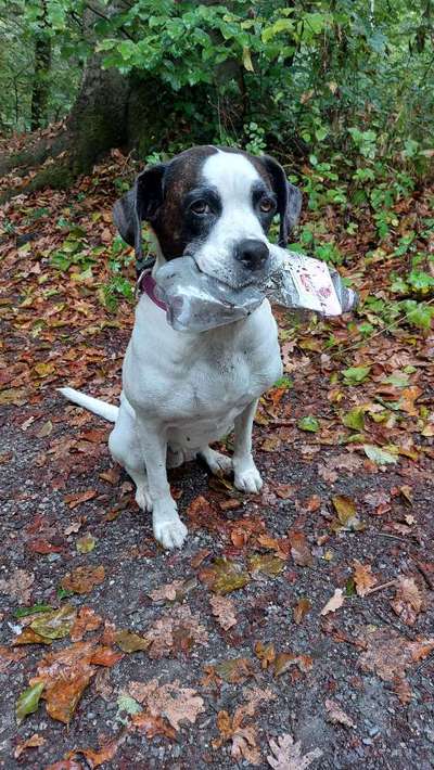 Hundetreffen-Hunderunde Schwerte-Bild